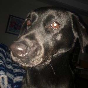 Meet your Posher, Veronica